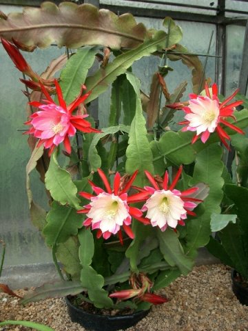 Epiphyllum_cv._Clown_Schusterkaktus